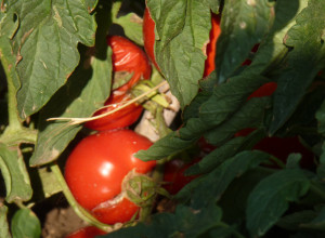 image12 L'Erpice